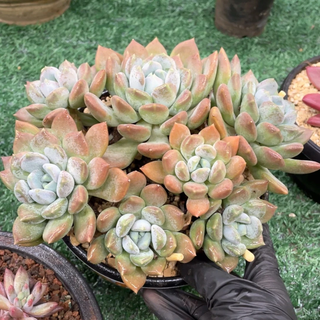 不知名美人一物一拍满28包邮非偏远