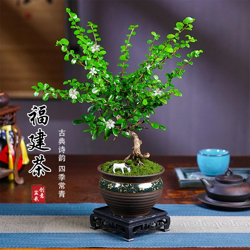 福建茶老桩盆栽客厅好养绿植花卉四季常青净化空气中式禅意风盆景