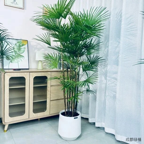 金山棕竹盆栽室内植物大型绿植客厅细叶竹子落地式吸甲醛四季好养