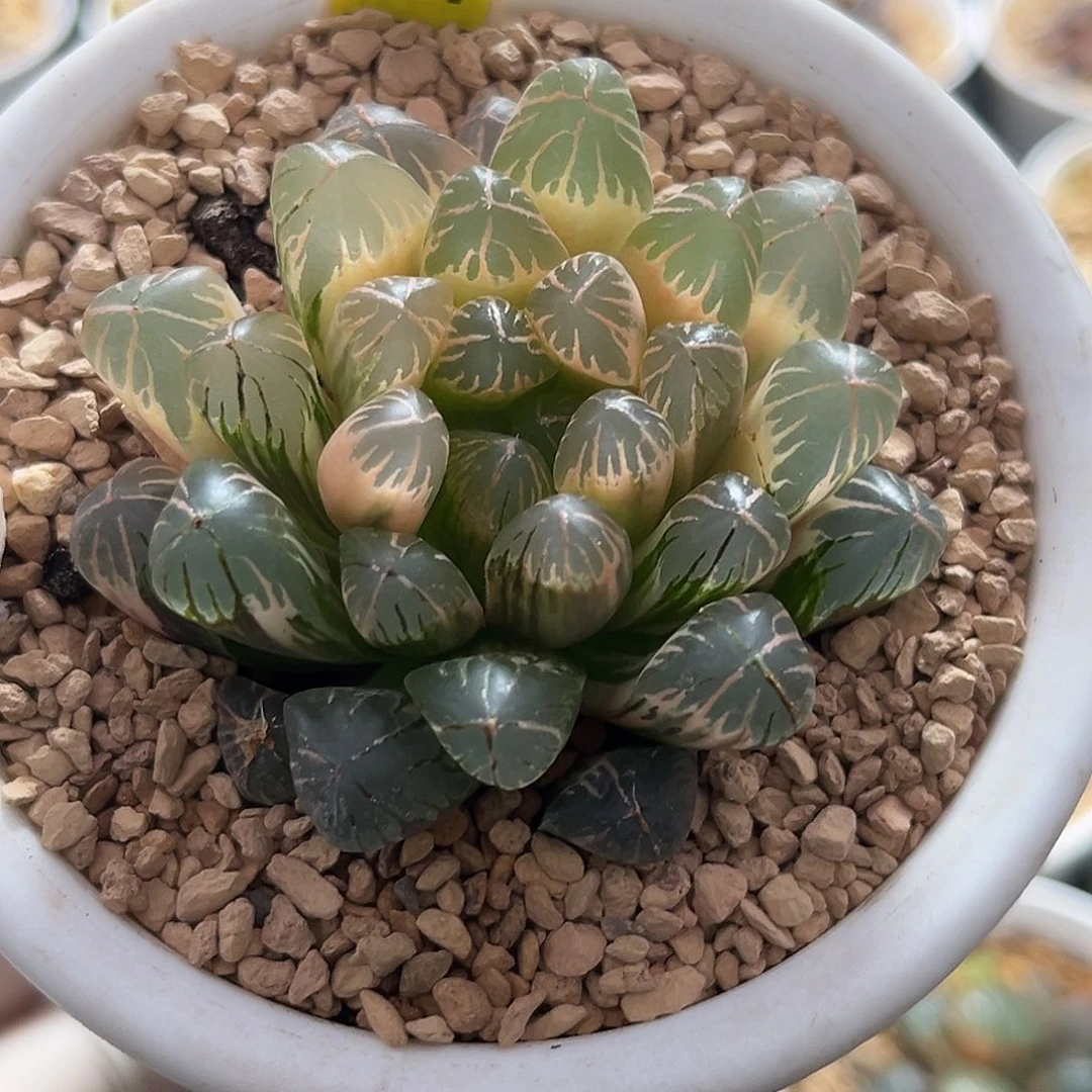 117糊斑实生玉露锦福利