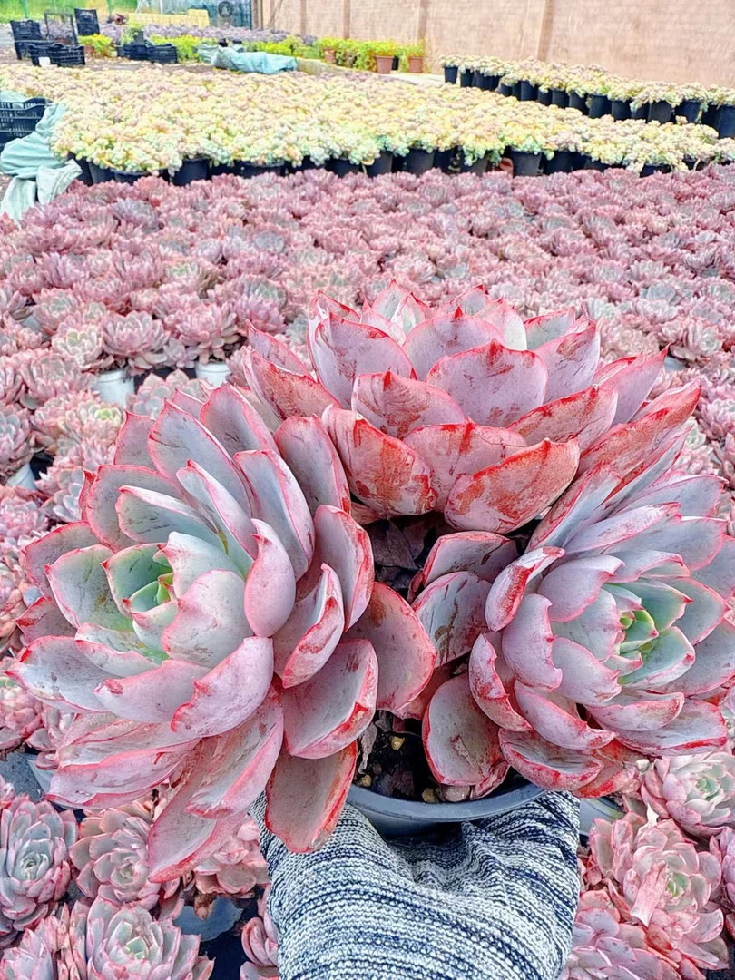 【赫拉】  脱土发货  云南维维多肉  新手好养 心花怒放
