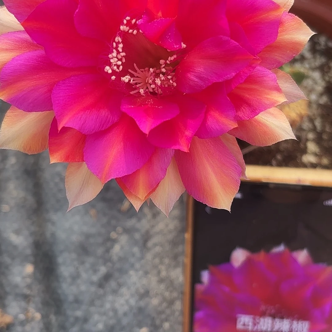 带根辣椒彩小小小00001