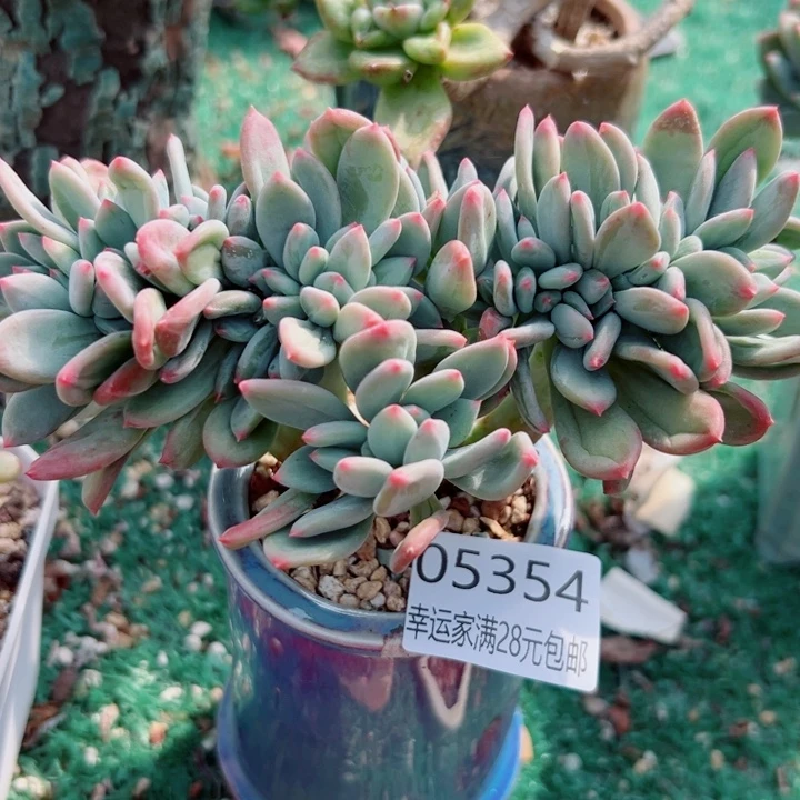 幸运的人会遇到你喜欢你喜欢