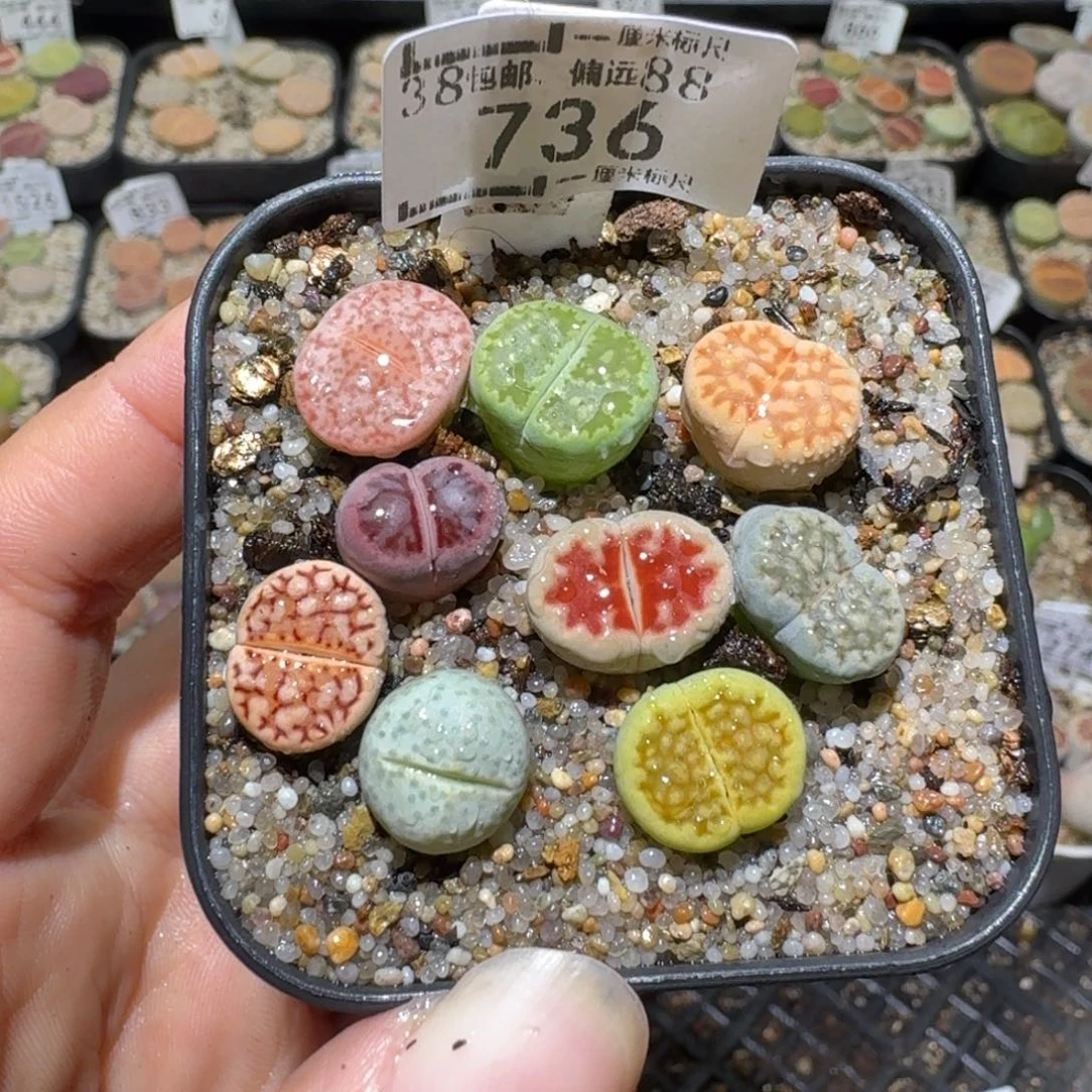 老板亏本清货了736