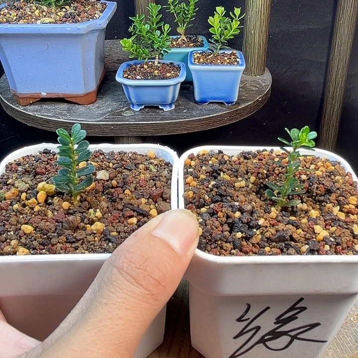 无花朵凤米黄杨一物一拍