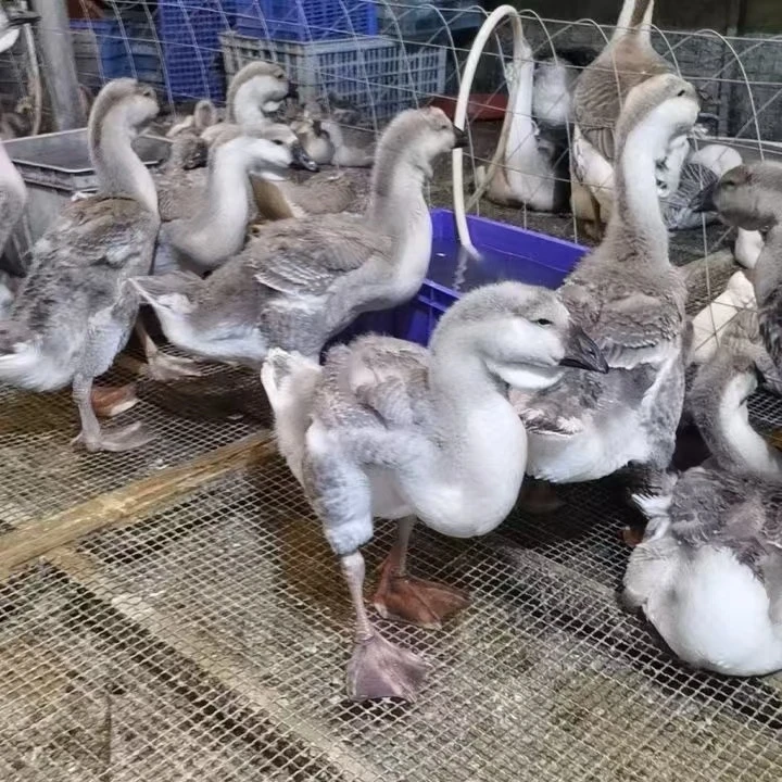 宠物特大【狮头】鸭鹅活体包邮包活到家4斤左右