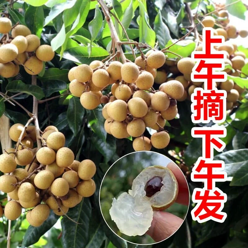 [顺丰包邮]高州储良龙眼自家果园基地脆爽爆甜爆多汁