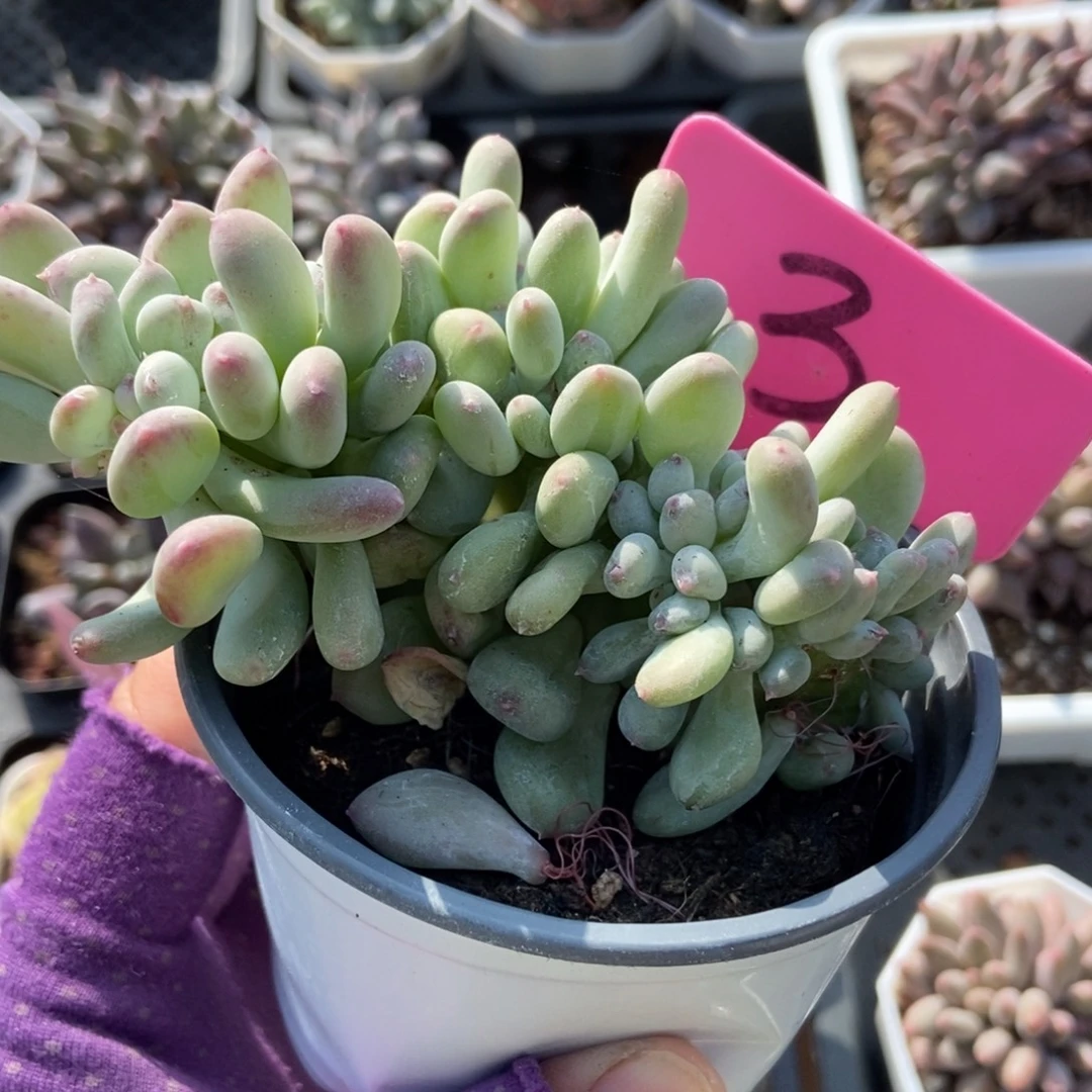 3糖豆奶缀多肉植物