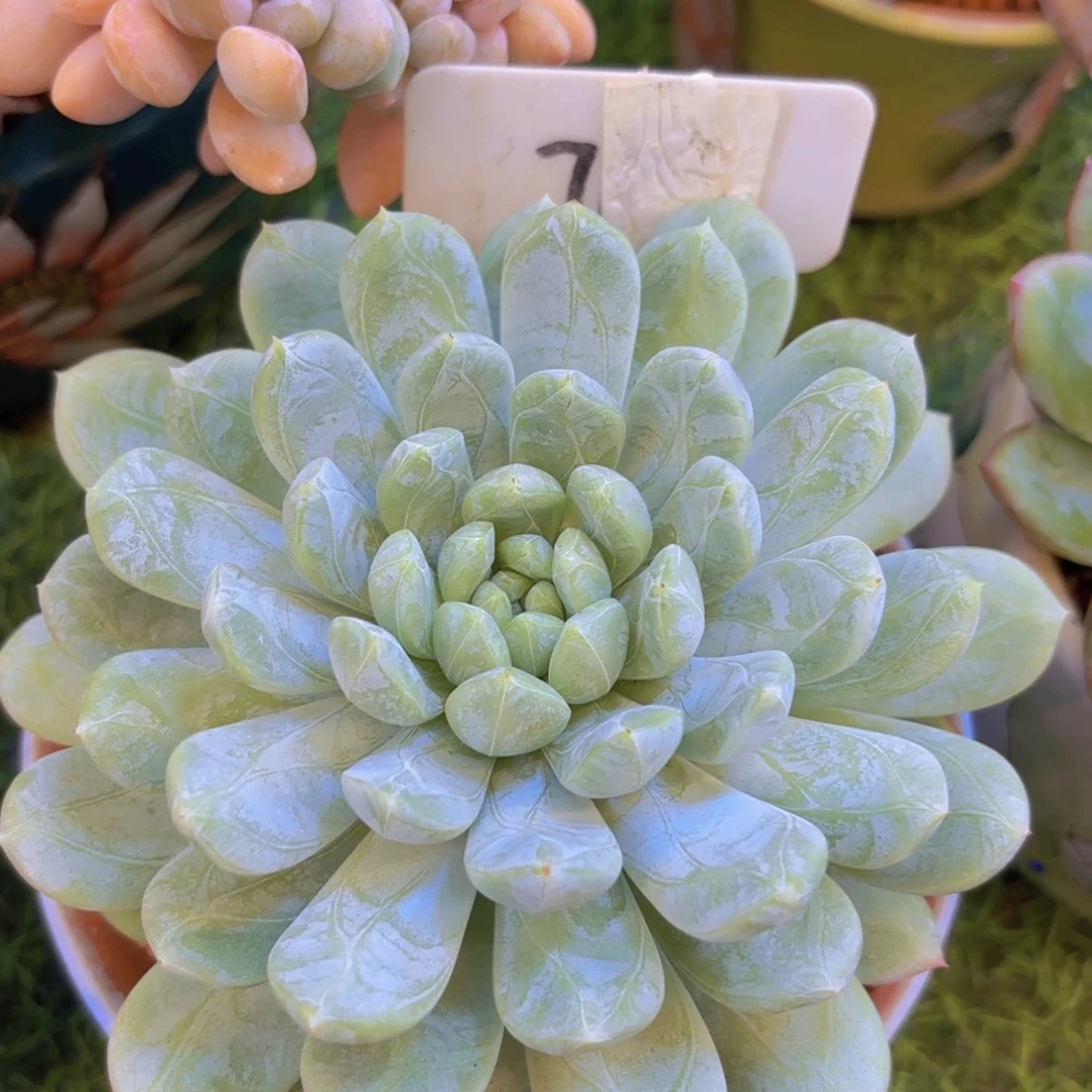 9***8云南金致家精品多肉