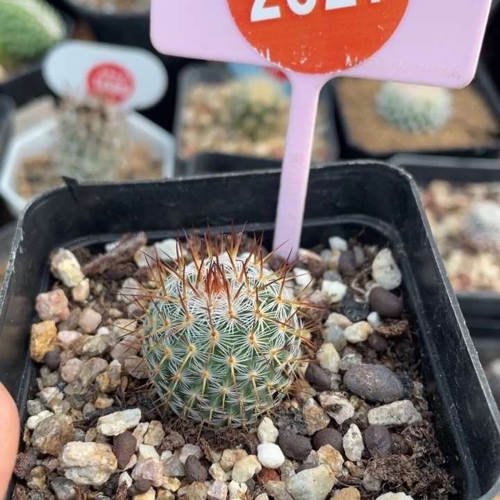 实生幸福丸252700000