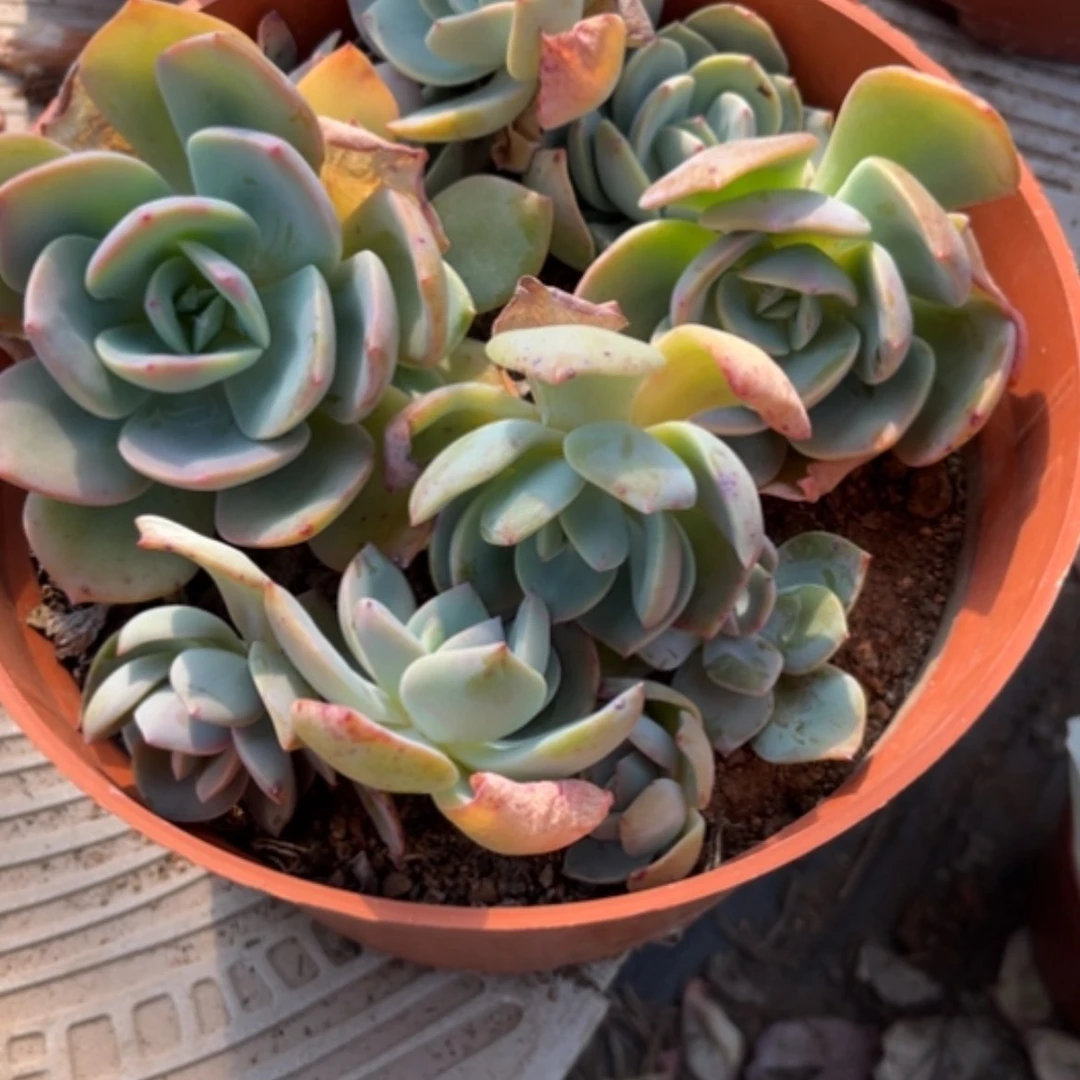 【闪购商品】燕*10个苗多肉植物