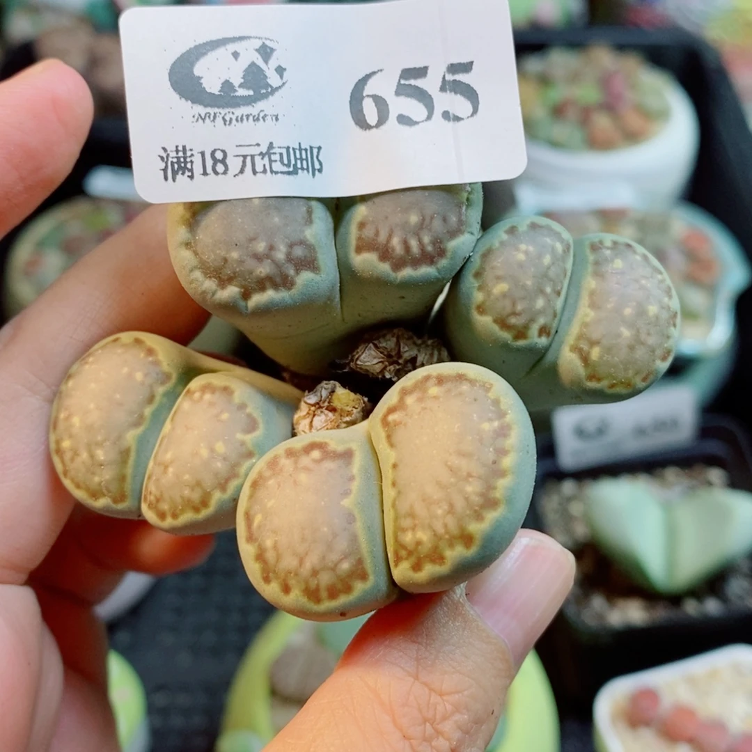 生石花花花花开了655
