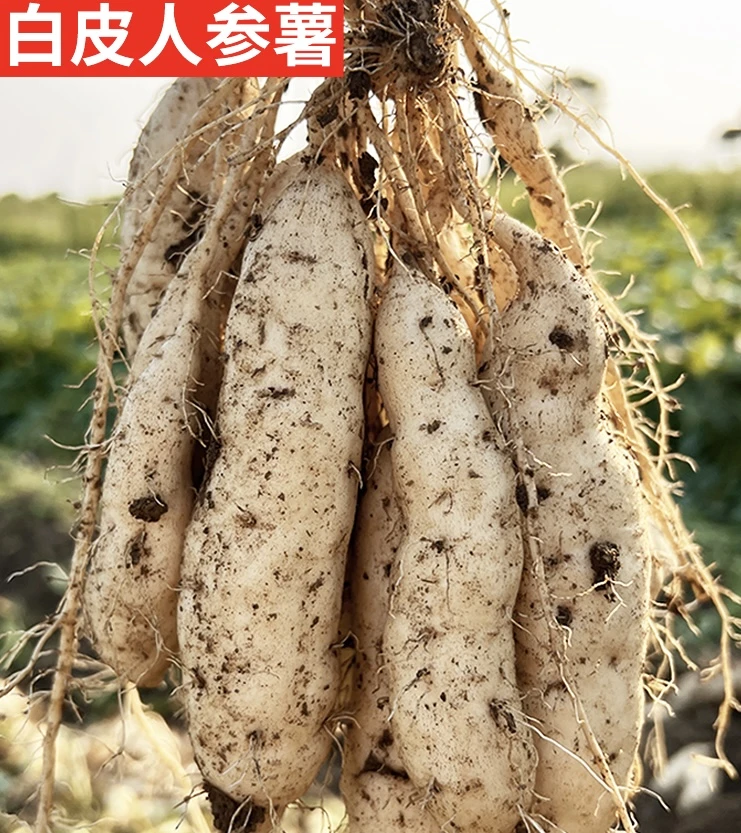 白皮人参薯白心板栗薯粉糯香甜牛奶人参地瓜红薯正宗唐河人参薯