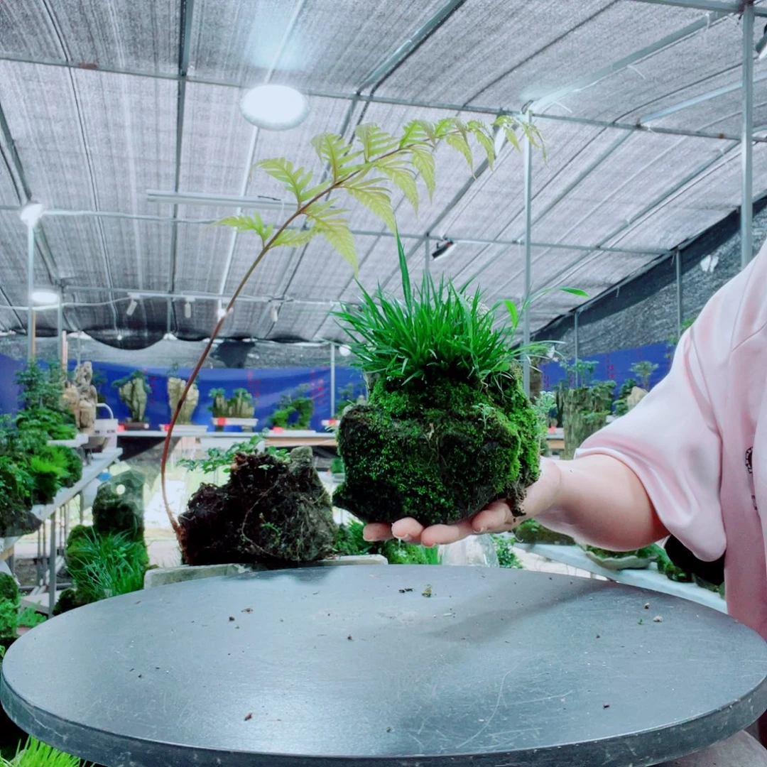 常***喜当前无花栽培后可以开花