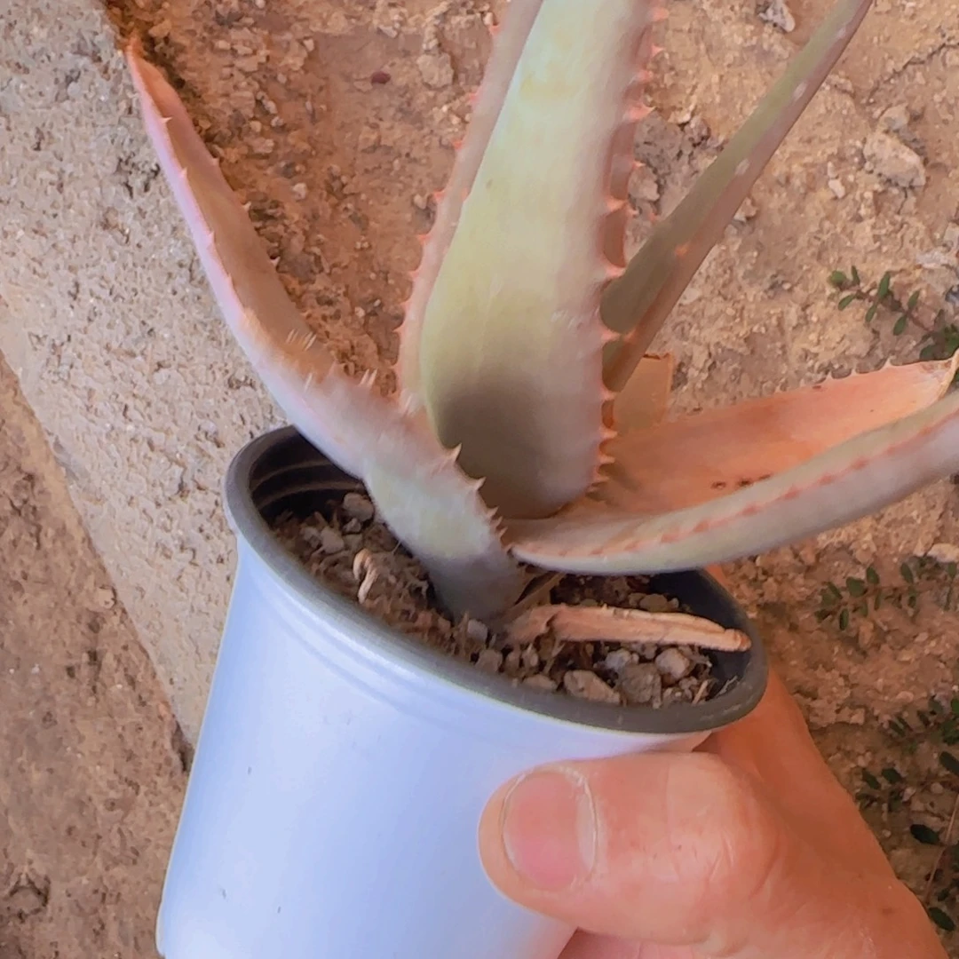 ****小块根植物块根植物块根