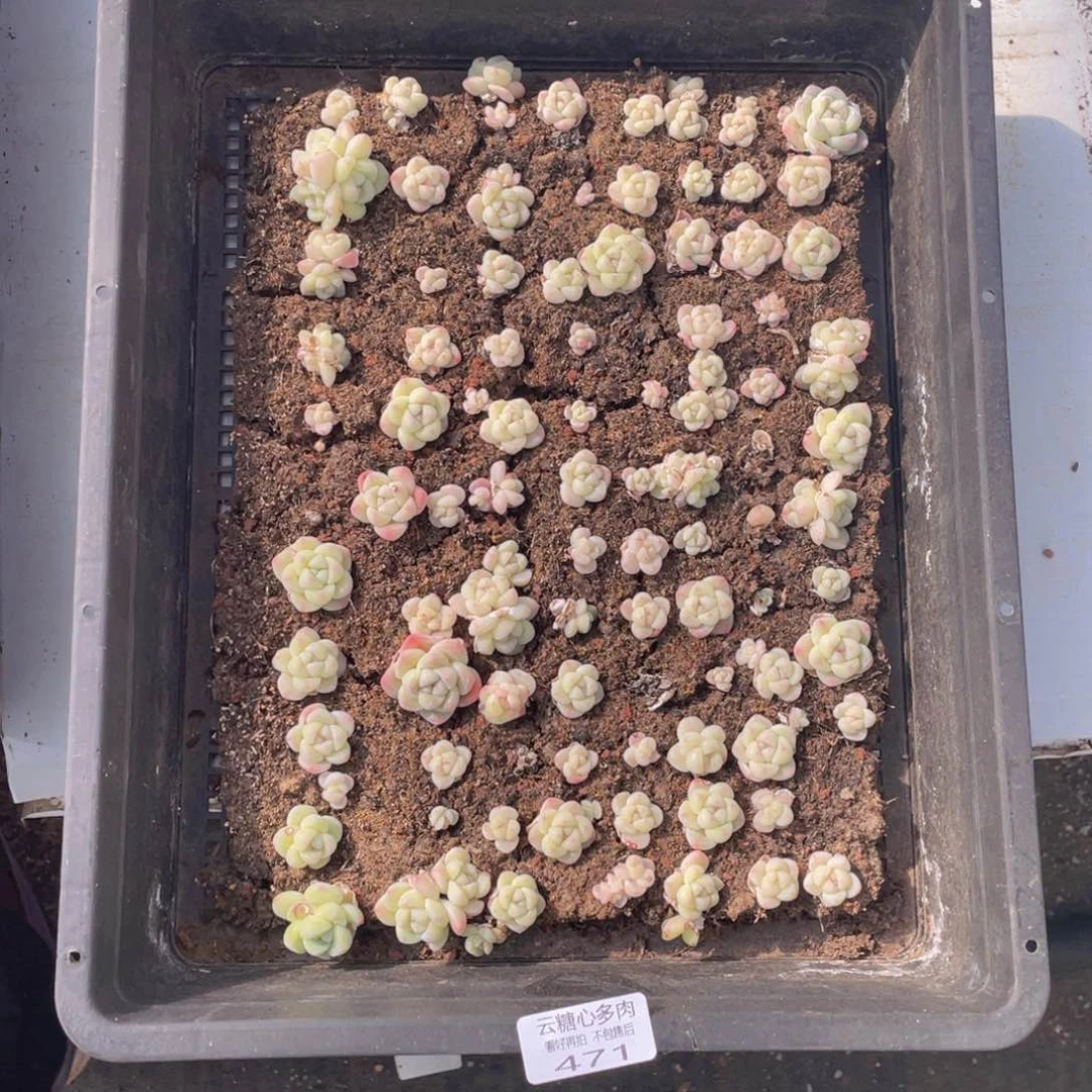 云糖心多肉植物471