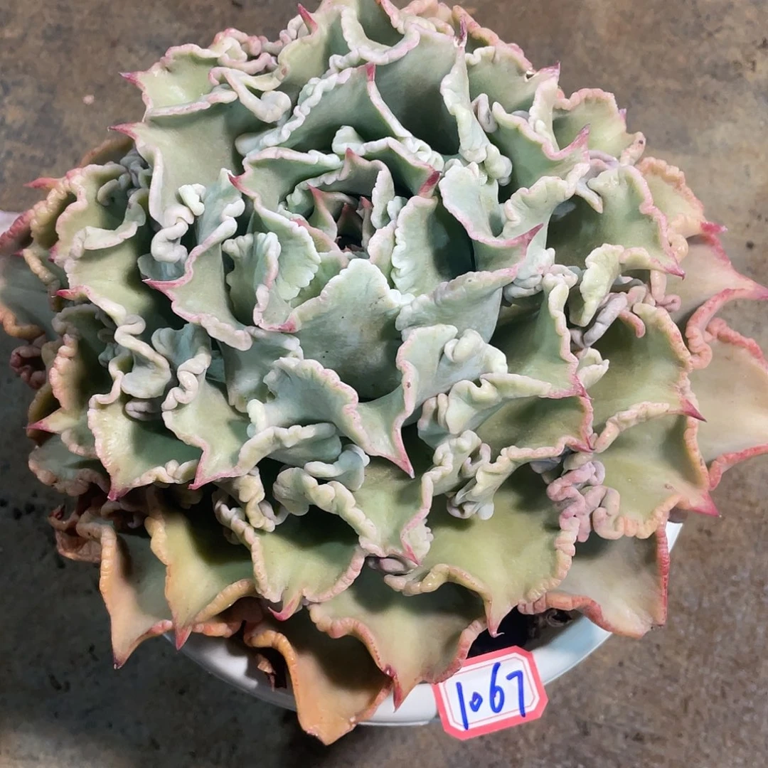 饺子皮1067 晓晓一物一拍