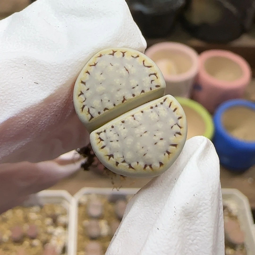 11.15.1621.6糖霜饼干.9021