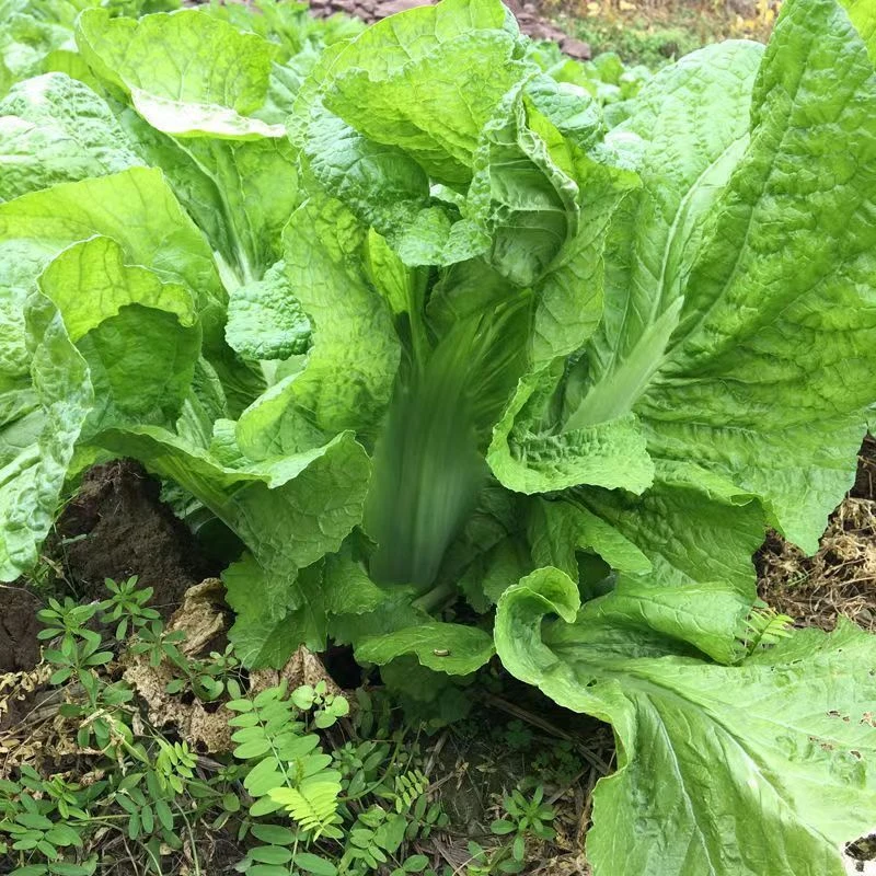 秋播贵州农家栽种新鲜泡青菜酸菜泡酸菜大叶青菜介菜宽帮青冬耐热