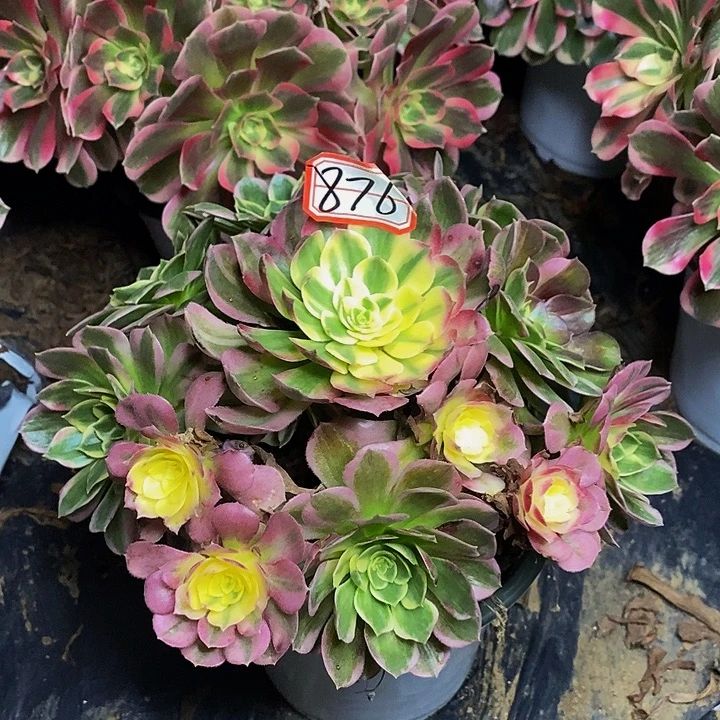 海仙老桩捧花876号