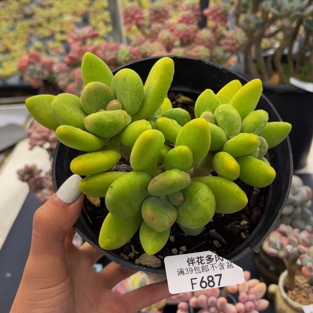 687-芒果奶多肉10cm