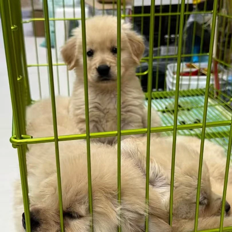 双血统赛级金毛幼犬