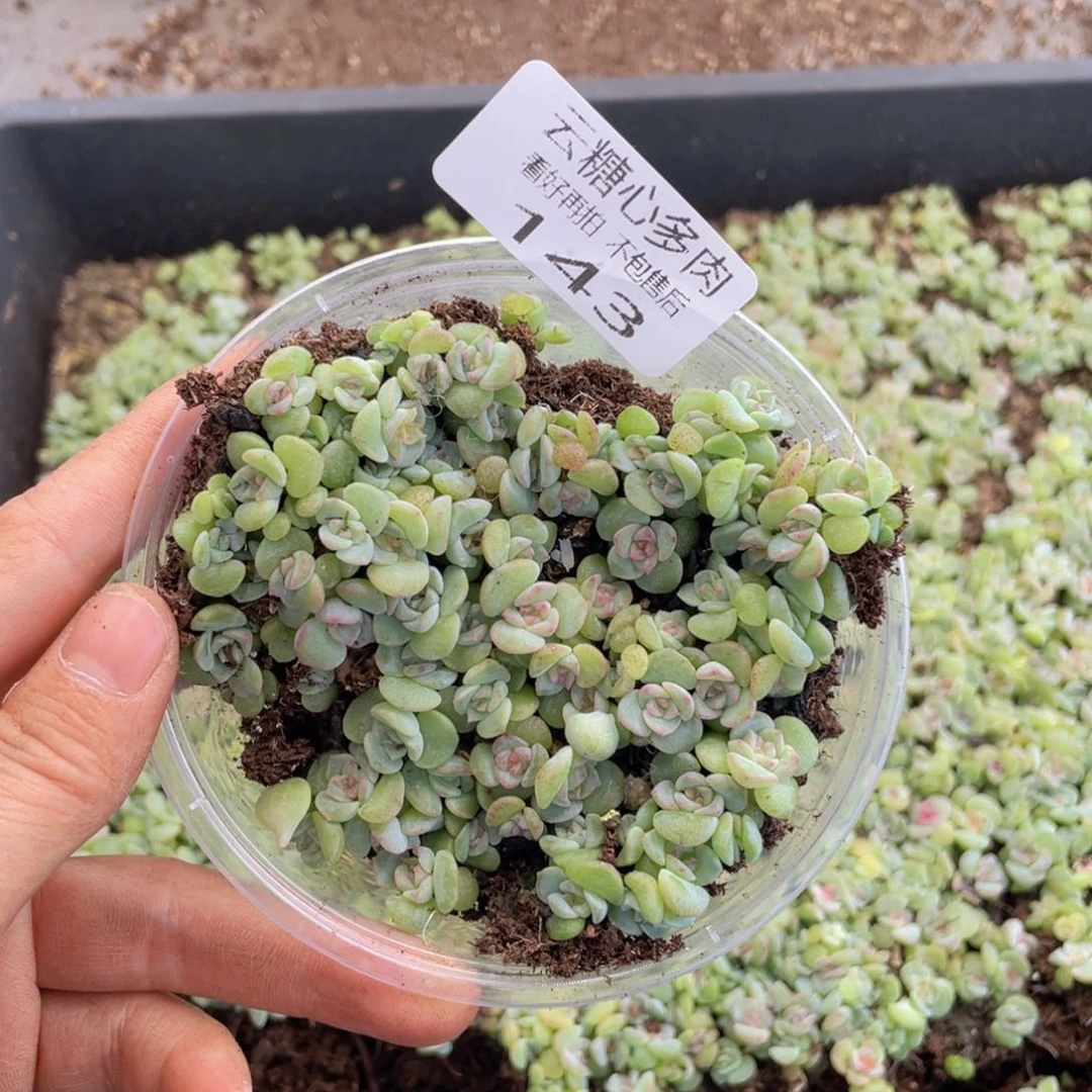 ?****?云糖心多肉植物143
