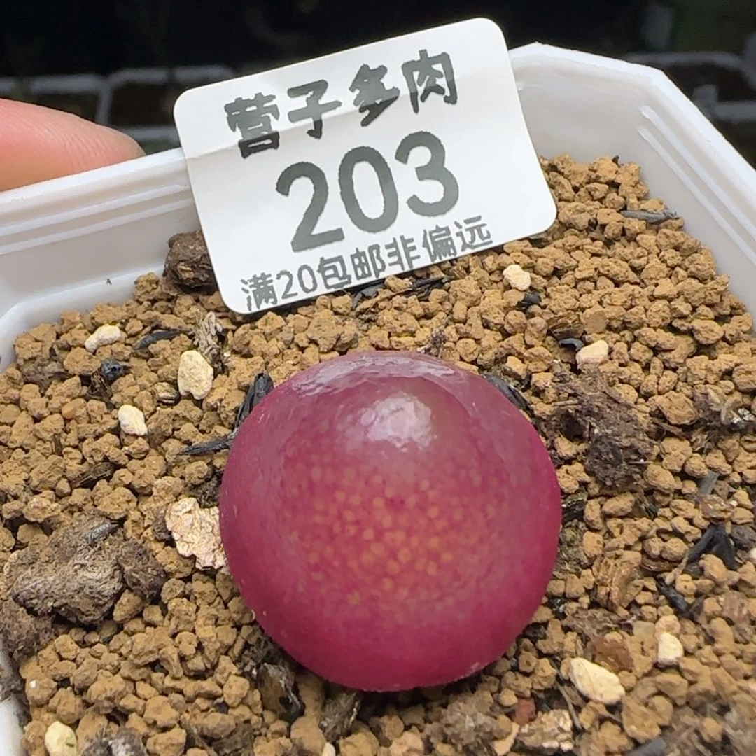 灯泡2.3➕带盆土。