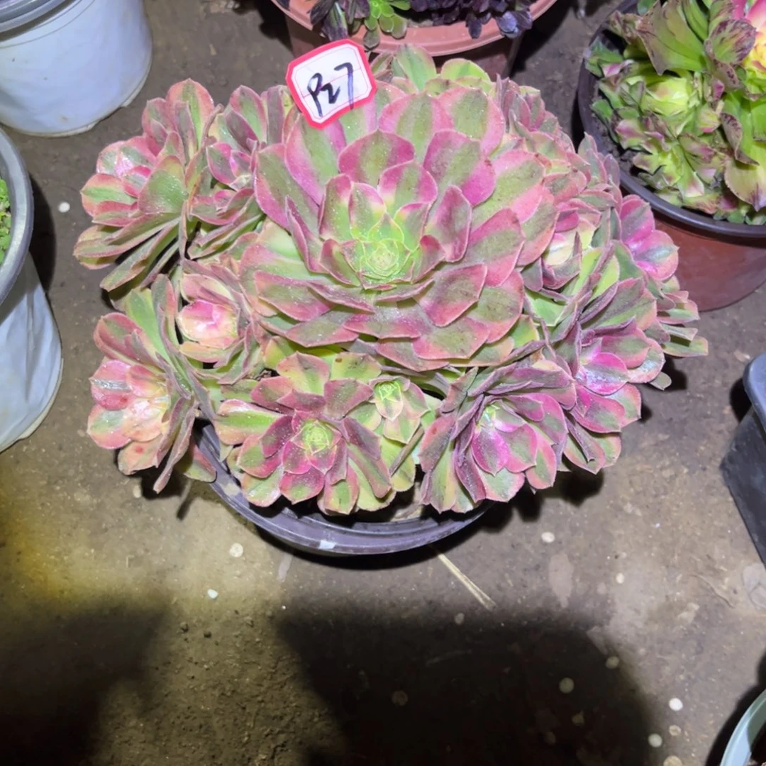 927多肉植物雨荷法师