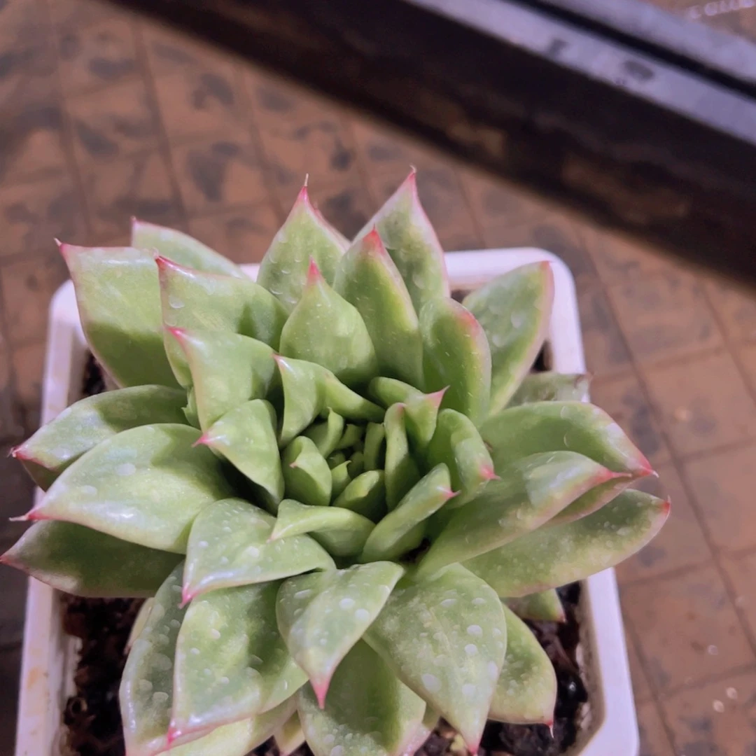 心**飞肉丝，多肉植物