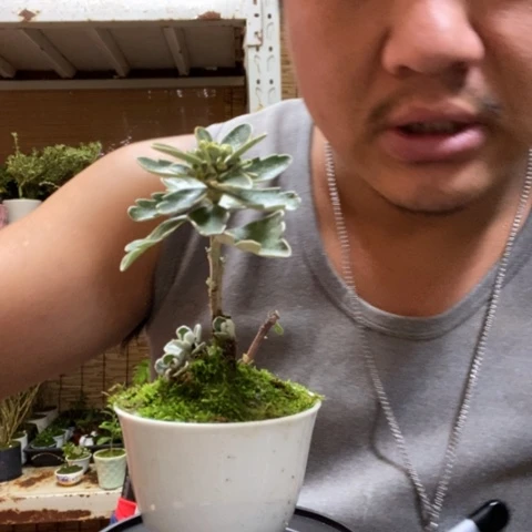 红陶一物一拍所见即所得112