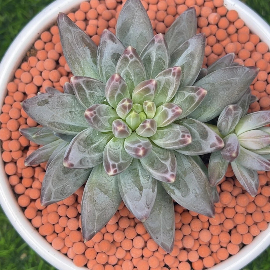 现***后现代小黄后 雪黛丽 111