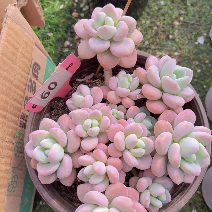 健健康康平平安安