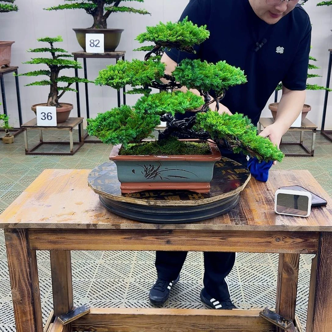 无花朵柏树造型盆景