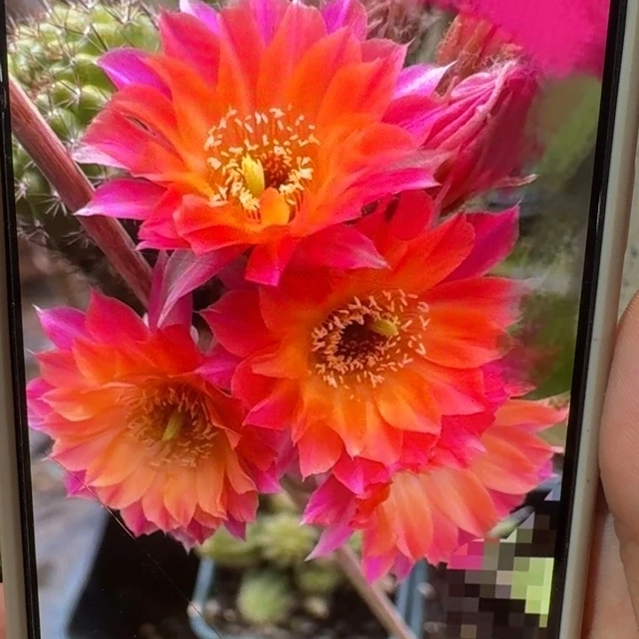 213白檀景4一个无根侧牙，20包邮