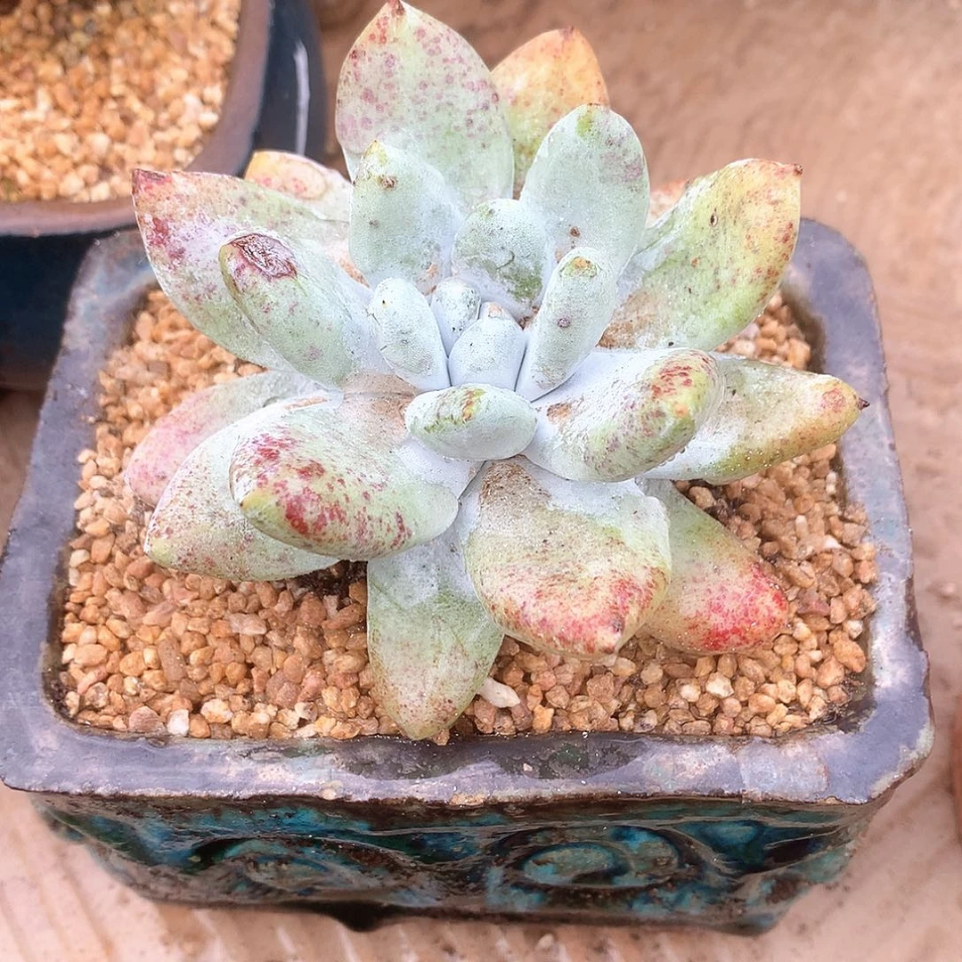 2051苹果叶拇指仙女杯