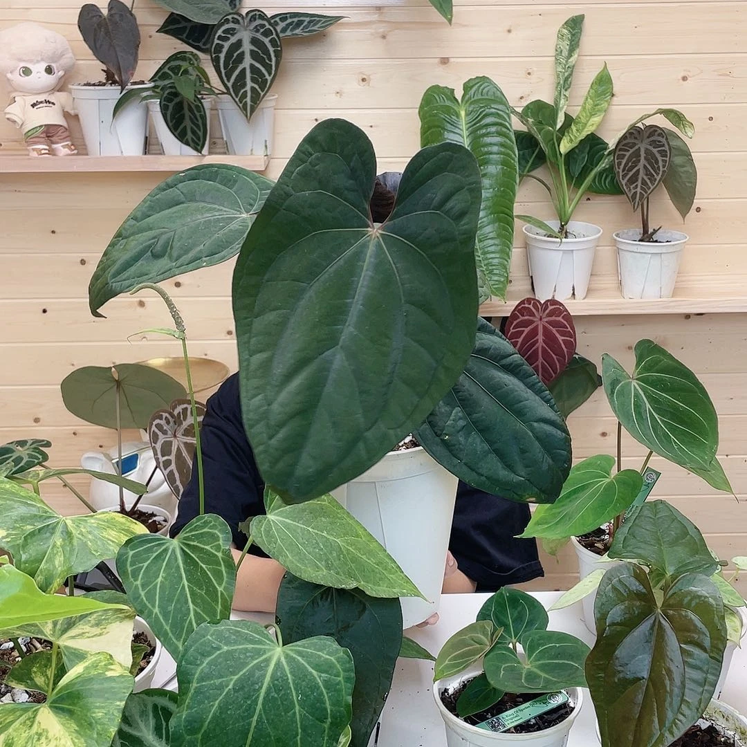 不开花植物泰国黑凤凰