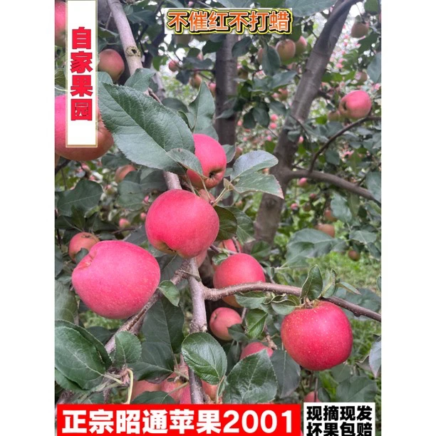 2001苹果脆甜口感特大果