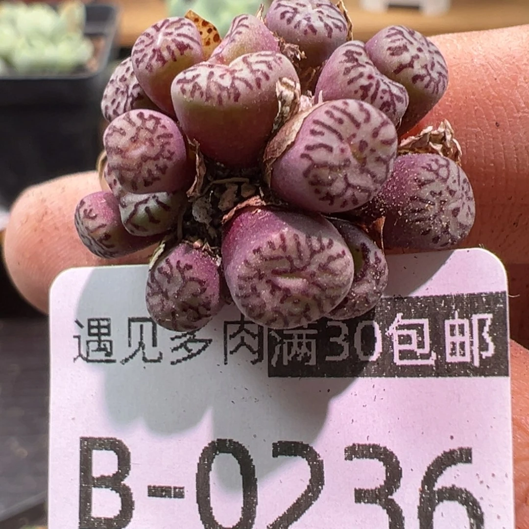 多肉植物111111111111