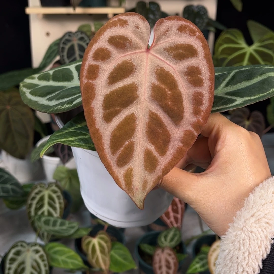 无花朵010 华丽银杂银红