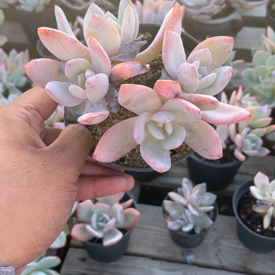 蓝***泪2525  奶凤 六月六