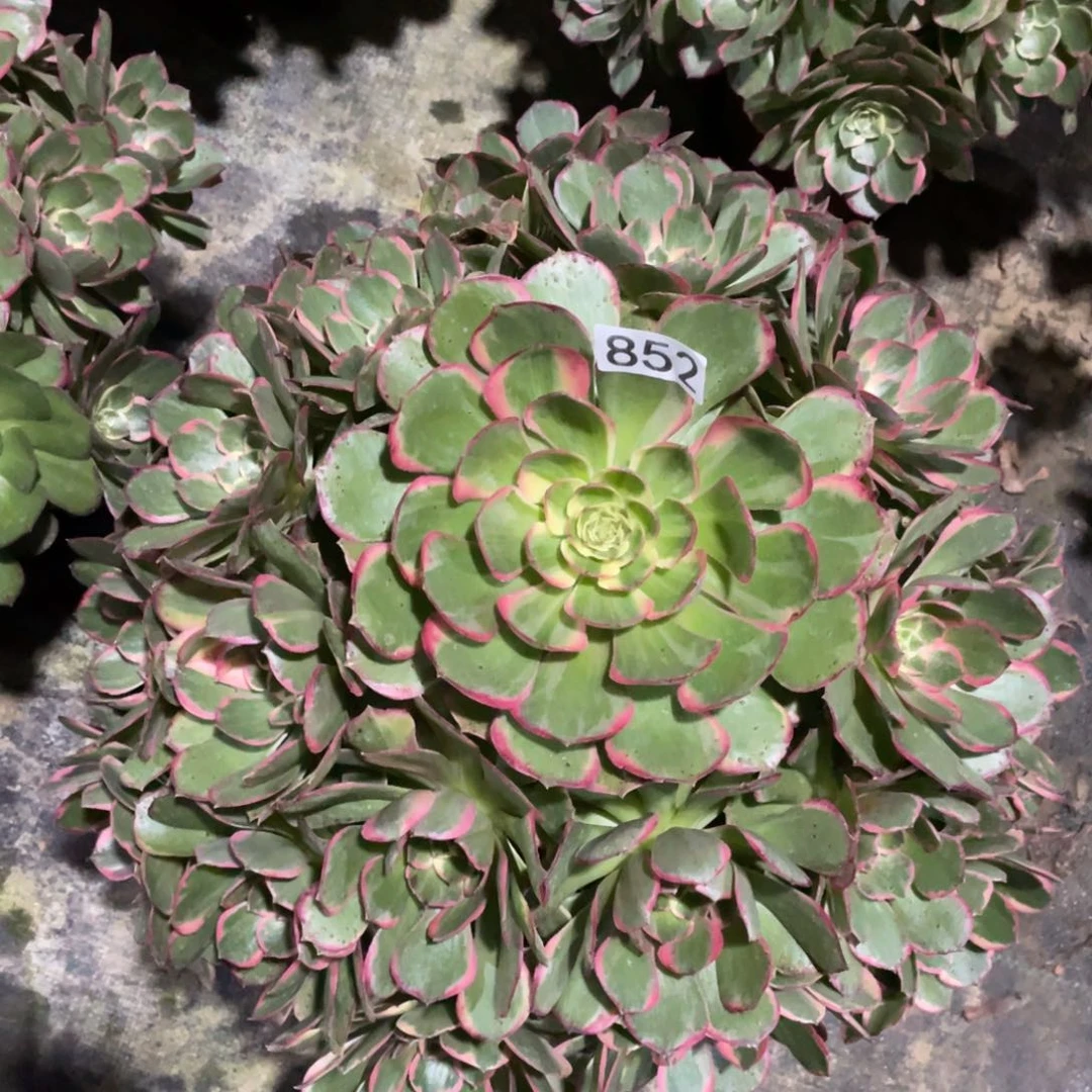 粉花妖多肉植物老桩