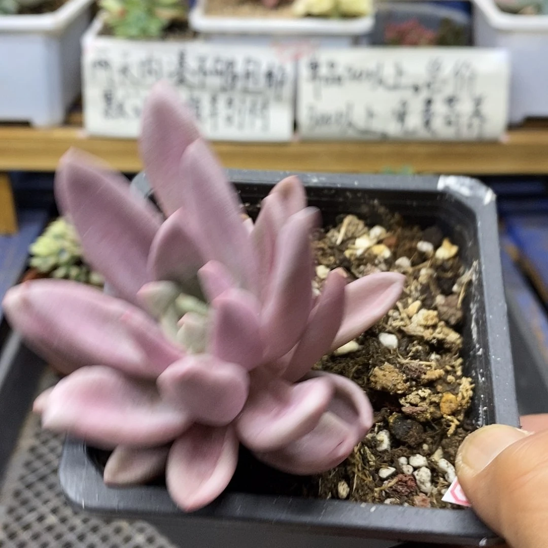 11105 桃花源锦多肉