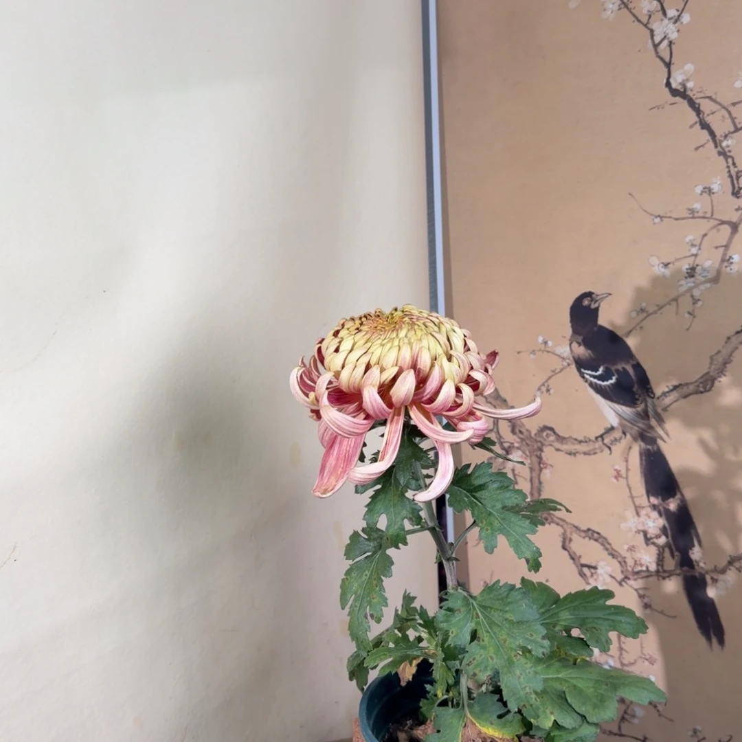 完全开放M444444444