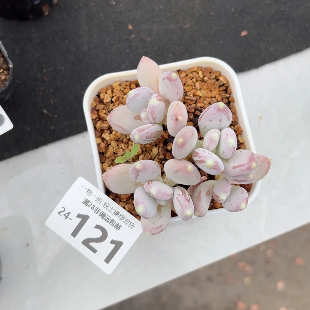 稻田姬老桩多肉多肉