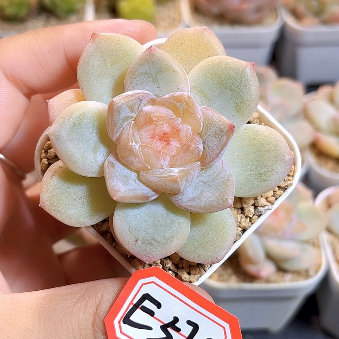 E575一物一拍 映月湖