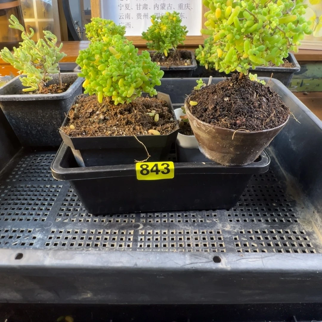 w***n枝干番杏多肉植物843