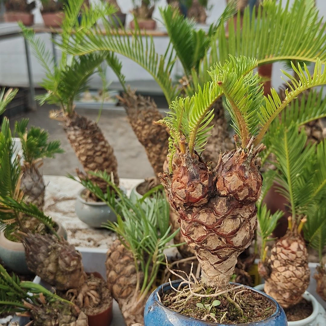 吉***意无花朵白鳞铁盆景基地价