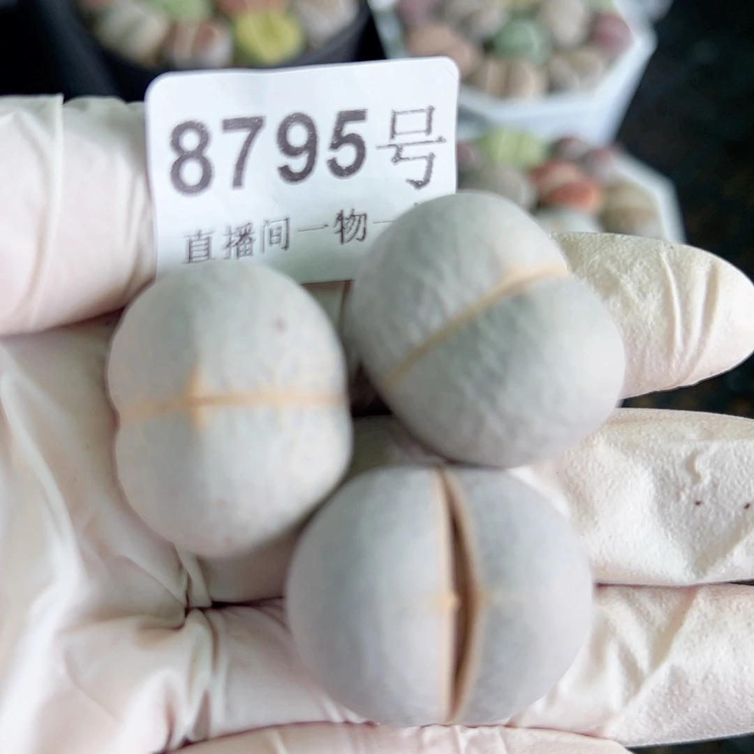 8795 好养易活生石花大母本3个