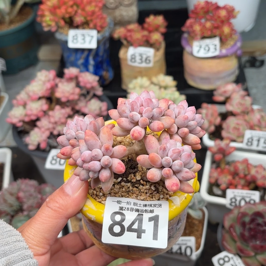 婴儿手指无盆土发货